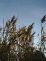 Phragmites australis