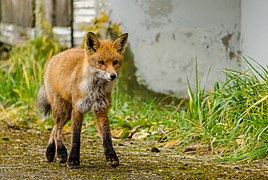 Fox