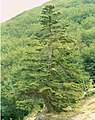 Abies nebrodensis