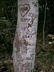 Beech trunk with Carvings