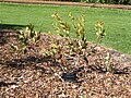 Eucalyptus rameliana