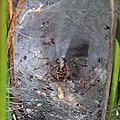 98 Labyrinth spider (Agelena labyrinthica) female in web funnel uploaded by Charlesjsharp, nominated by Charlesjsharp,  15,  0,  0