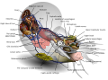 114 Nautilus diagram-en uploaded by KDS444, nominated by KDS4444