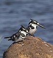 103 'Pied kingfisher pair' - a set of 2 files uploaded by Charlesjsharp, nominated by Charlesjsharp,  16,  0,  0