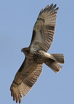 Buteo jamaicensis (cat.) Accipitriformes in flight (cat.)