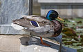 A male Mallard at the fountain at the empress Elisabeth monument in the Volksgarten, Vienna