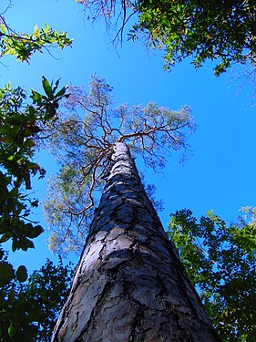 Wood of Monticolo