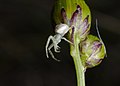 Veränderliche Krabbenspinne, Weibchen - Misumena vatia, juvenil, in Vogelstang