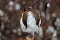 "Cotton_boll_nearly_ready_for_harvest.jpg" by User:Bastique