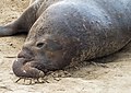 Image 94Male elephant seal resting between fights in Ano Nuevo