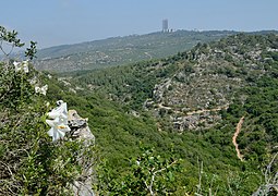 Lilium candidum in Wadi Kelah 1.jpg