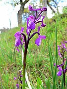 Orchis champagneuxii Anacamptis morio subsp. champagneuxii