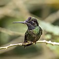 23 Talamanca hummingbird (Eugenes spectabilis) male 3 uploaded by Charlesjsharp, nominated by Charlesjsharp,  20,  0,  0