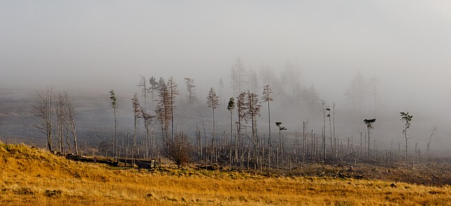 Trees in fog on the northern side of Loch Tay, Scotland