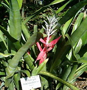 Billbergia macrocalyx