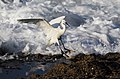 57 Little Egret 2013 05 12 9241d uploaded by Alandmanson, nominated by Alandmanson