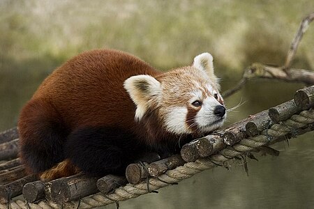 Ailurus fulgens (Red Panda)