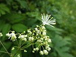 Thalictrum pubescens