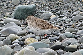 White-rumped Sandpiper (Calidris fuscicollis) - Witless Bay, Newfoundland 2019-08-09 (02).jpg