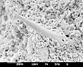 Sediment sample with microfossils