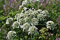 Angelica sylvestris (Germany, Ith)