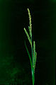 Carex panormitana