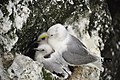 Adult and chick, Mykines, Faroe Islands