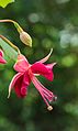 Fuchsia 'Heri Trevally'.