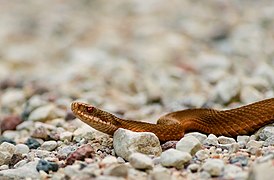 Vipera berus