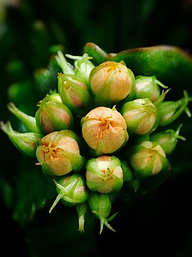 Macro photography of flower buds.