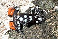 Mantella cowanii