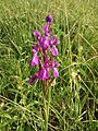 Anacamptis palustris