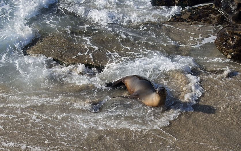 California sea lion on the beach in la Jolla