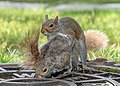 "Squrirels_mating_(10802).jpg" by User:Rhododendrites