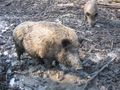 العربية: خنزير بري بالغ English: Adult Wild boar