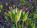 Fruits