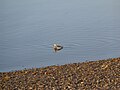 Gosling; Ny-Ålesund, Spitsbergen, Svalbard