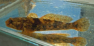 Mushroom goby in aquarium.jpg