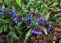 Pulmonaria longifolia