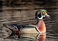 Image 75Wood duck drake vocalizing in Central Park