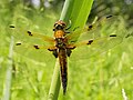 Vierfleck - Libellula quadrimaculata, Männchen, am Bruchgraben in den Kirschgartshäuser Schlägen