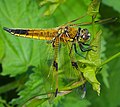 Vierfleck - Libellula quadrimaculata, Weibchen, am Bruchgraben in den Kirschgartshäuser Schlägen