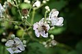 Rubus armeniacus