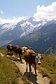 On the GR 54 hiking trail near Le Chazelet, NW of La Grave