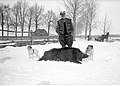 Hunted wild boar, Poland, between 1931 and 1937