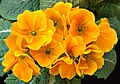 "Primula_aka.jpg" by User:Aka