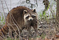 Rideau River, Ottawa, Canada