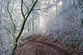 "Snowy_trees_on_the_GR-16_between_Membre_and_Vresse-sur-Semois_(DSCF4800).jpg" by User:Trougnouf