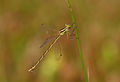 Southern emerald damselfly (Lestes barbarus) à Pen-er-Malo.