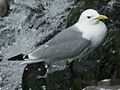 at Fowlsheugh Nature Reserve in Scotland